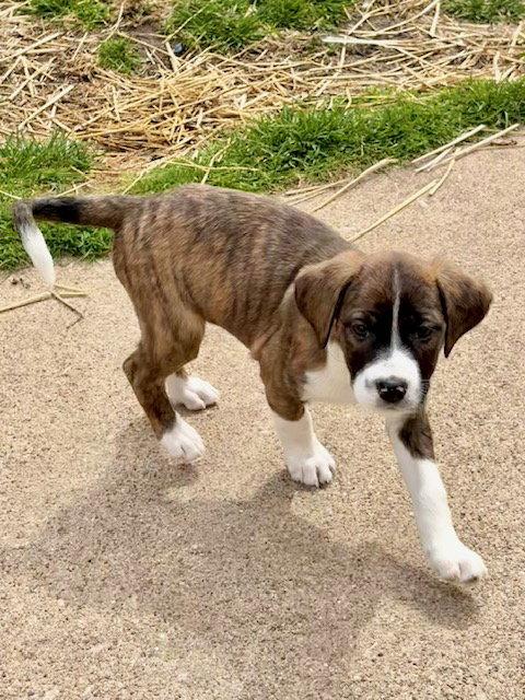 Enlarge Vega, a Adoptable mixed breed in Hillside, IL image 3/3