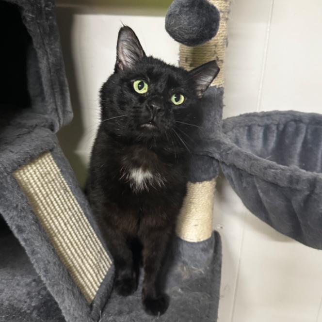 Poppa, Adoptable, Adult Male Domestic Short Hair.