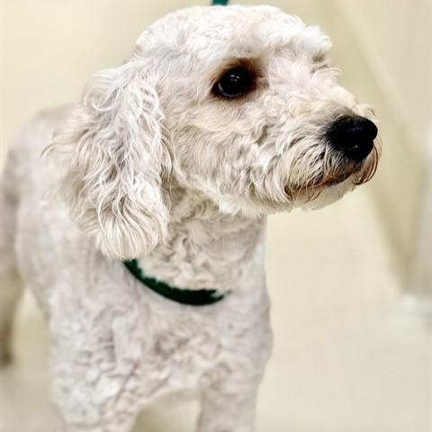 Bluey- 53429, a ADOPTABLE Labradoodle in Columbia, MD image 1/5