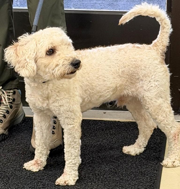 Bluey- 53429, a ADOPTABLE Labradoodle in Columbia, MD image 5/5