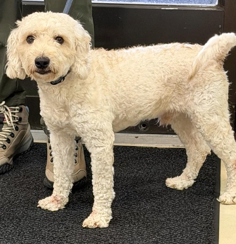 Bluey- 53429, a ADOPTABLE Labradoodle in Columbia, MD image 3/5