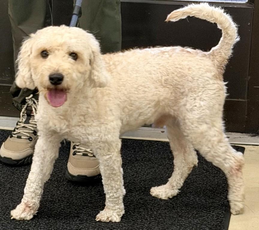 Bluey- 53429, a ADOPTABLE Labradoodle in Columbia, MD image 2/5
