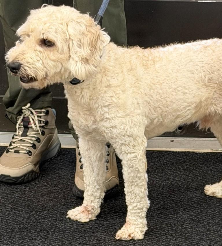 Bluey- 53429, a ADOPTABLE Labradoodle in Columbia, MD image 4/5