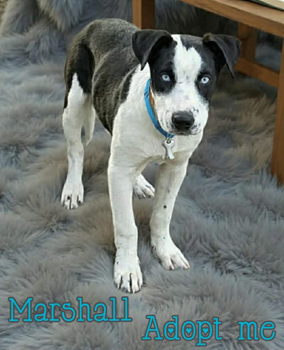 Enlarge Marshall, a ADOPTABLE mixed breed in Grove, OK image 4/4
