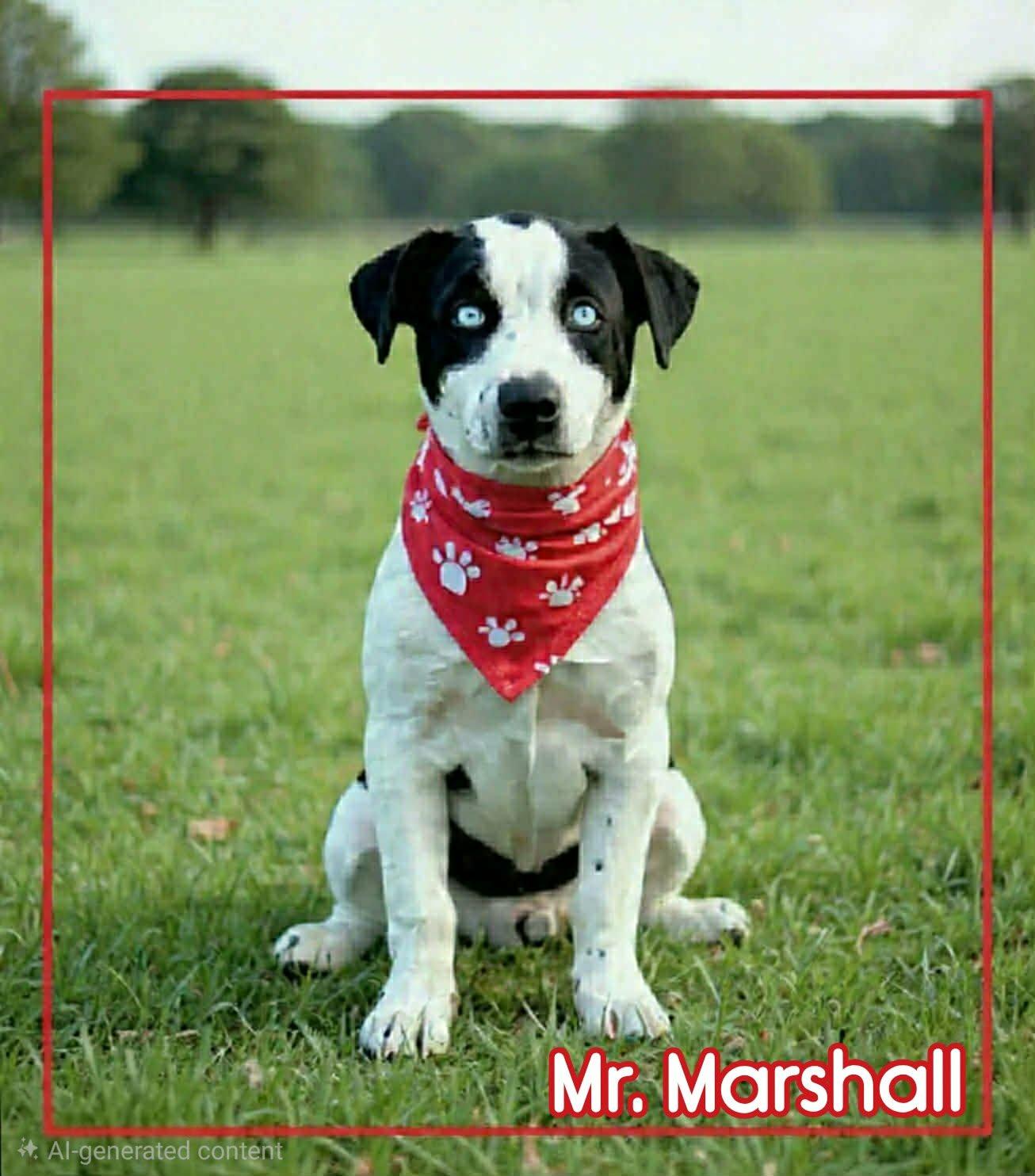 Enlarge Marshall, a ADOPTABLE mixed breed in Grove, OK image 3/4