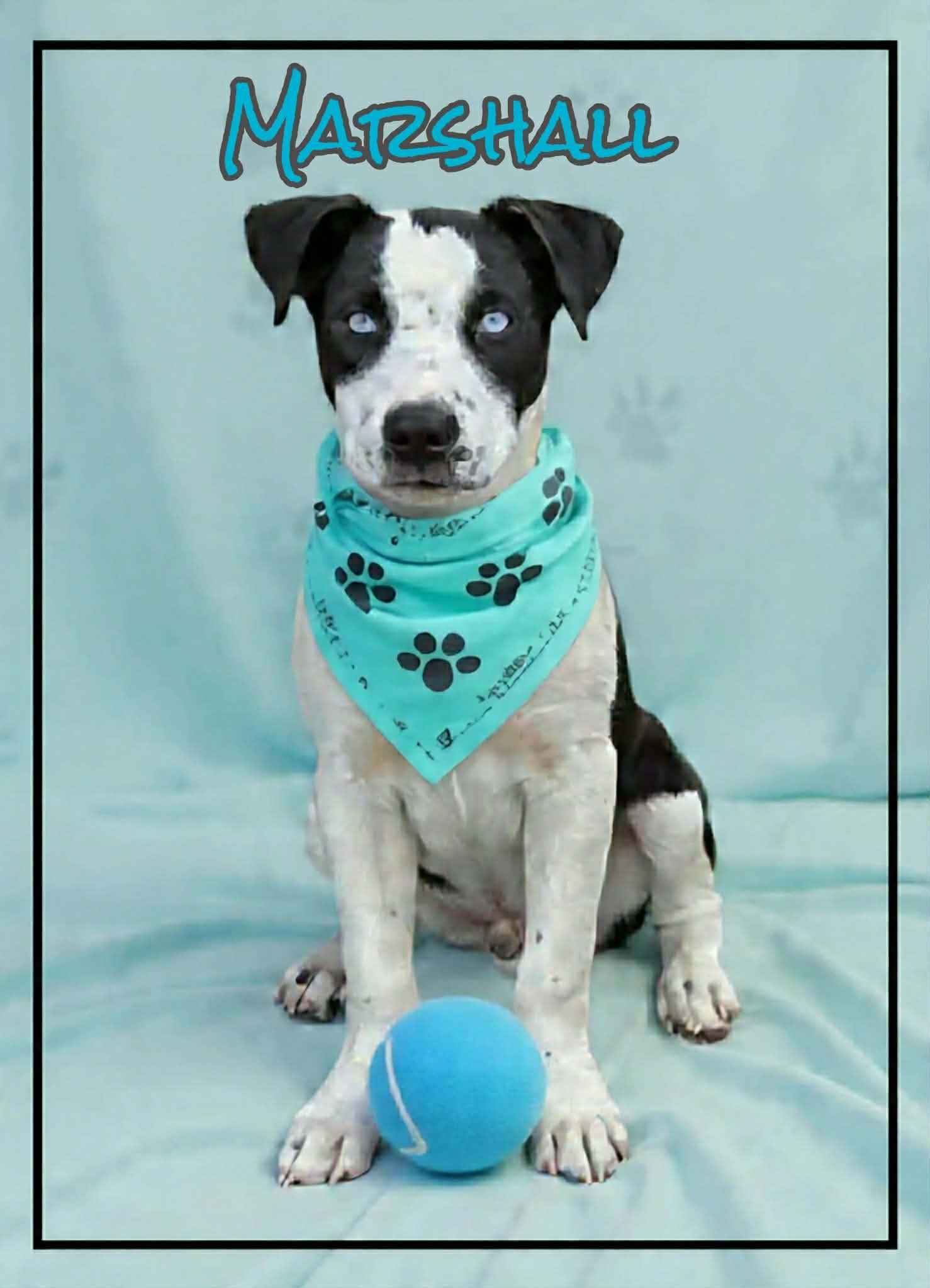 Marshall, ADOPTABLE, Young Male American Staffordshire Terrier & Boxer.
