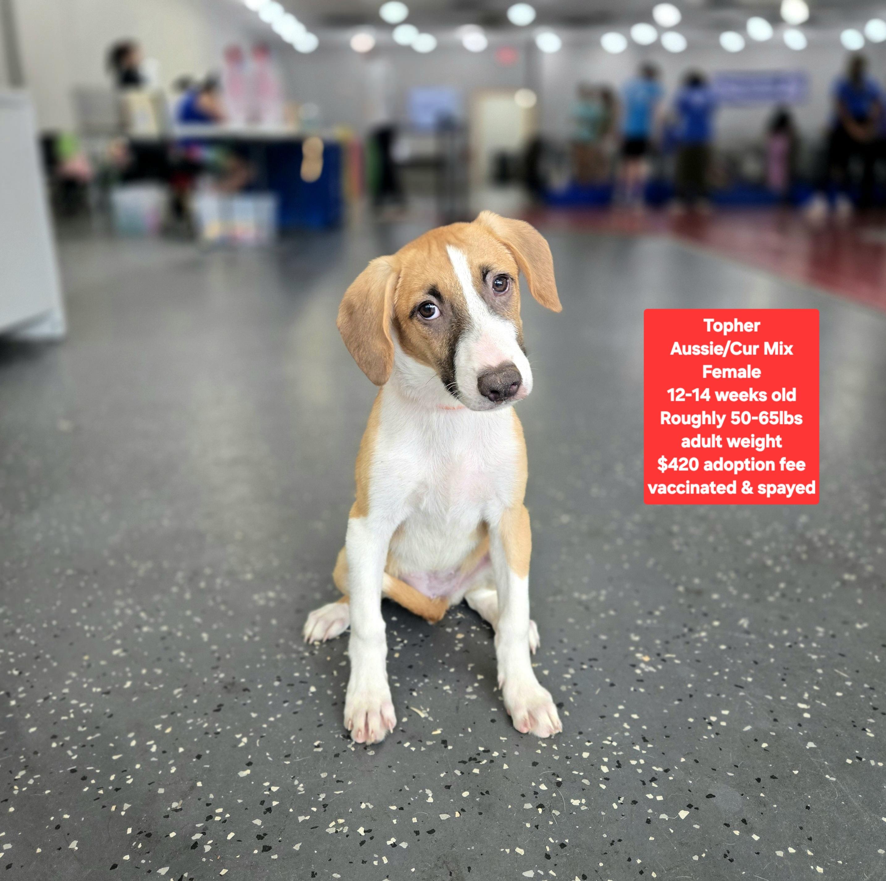 Topher, ADOPTABLE, Puppy Female Australian Shepherd & Black Mouth Cur.