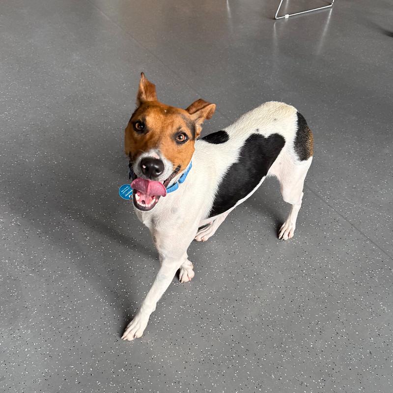 Cashew, ADOPTABLE, Adult Female Mixed Breed.