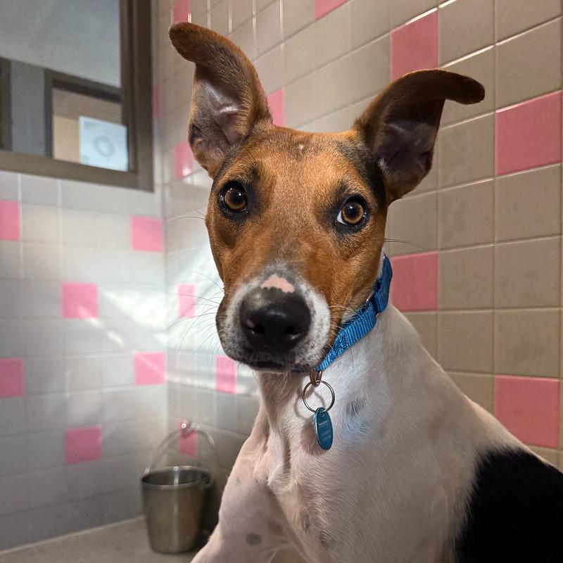 Enlarge Cashew, a ADOPTABLE Mixed Breed in Truckee, CA image 2/5