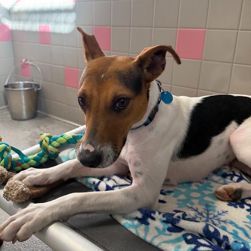 Enlarge Cashew, a ADOPTABLE Mixed Breed in Truckee, CA image 3/5