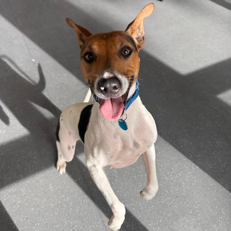 Enlarge Cashew, a ADOPTABLE Mixed Breed in Truckee, CA image 4/5