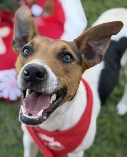 Enlarge Cashew, a ADOPTABLE Mixed Breed in Truckee, CA image 5/5