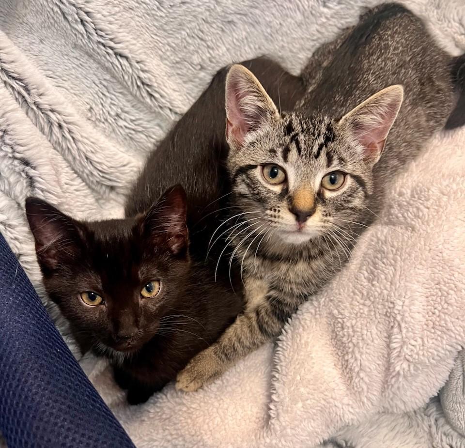 Enlarge Eddie, a Adoptable Tabby in Beckley, WV image 4/5