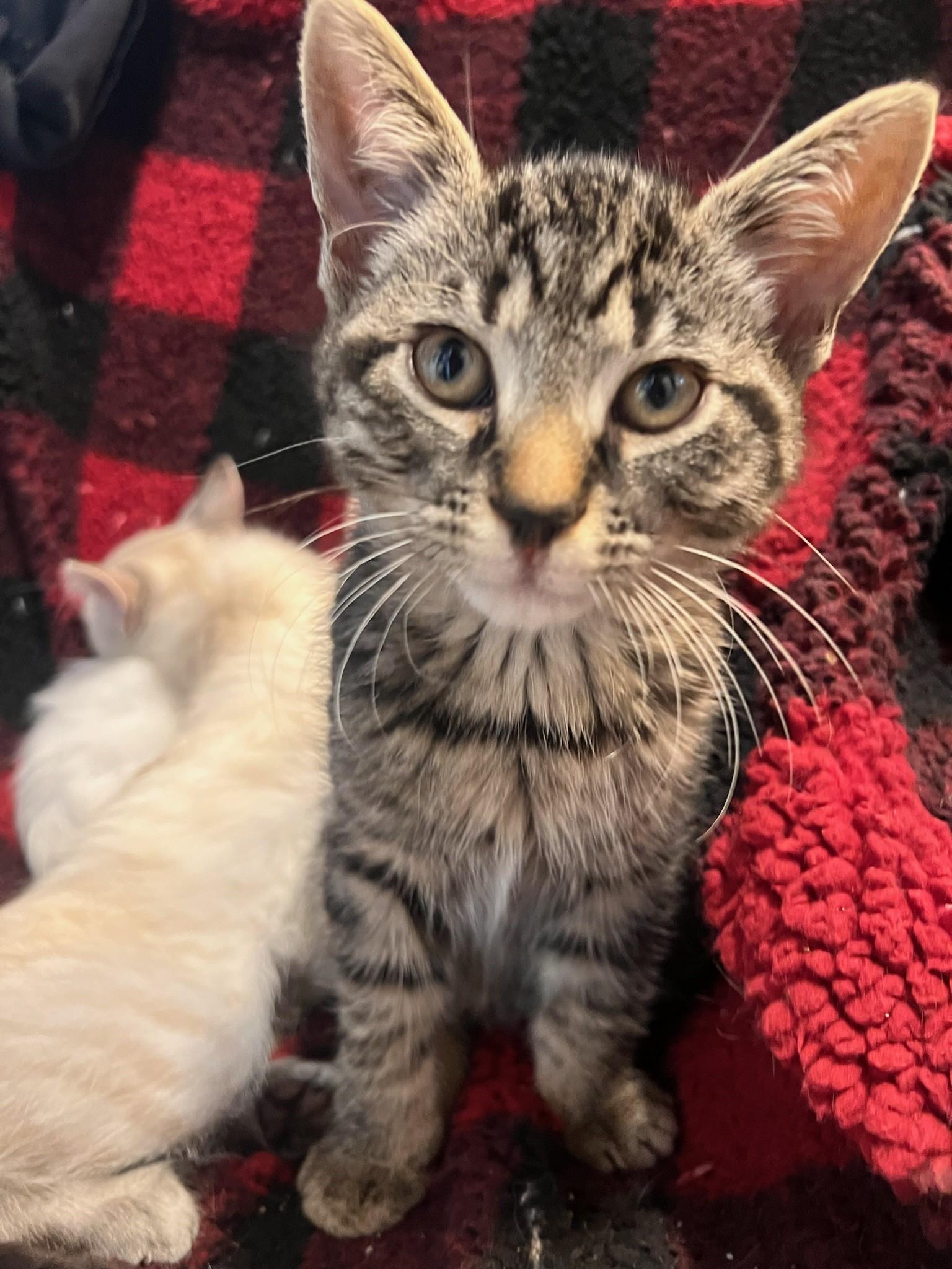 Enlarge Eddie, a Adoptable Tabby in Beckley, WV image 1/5