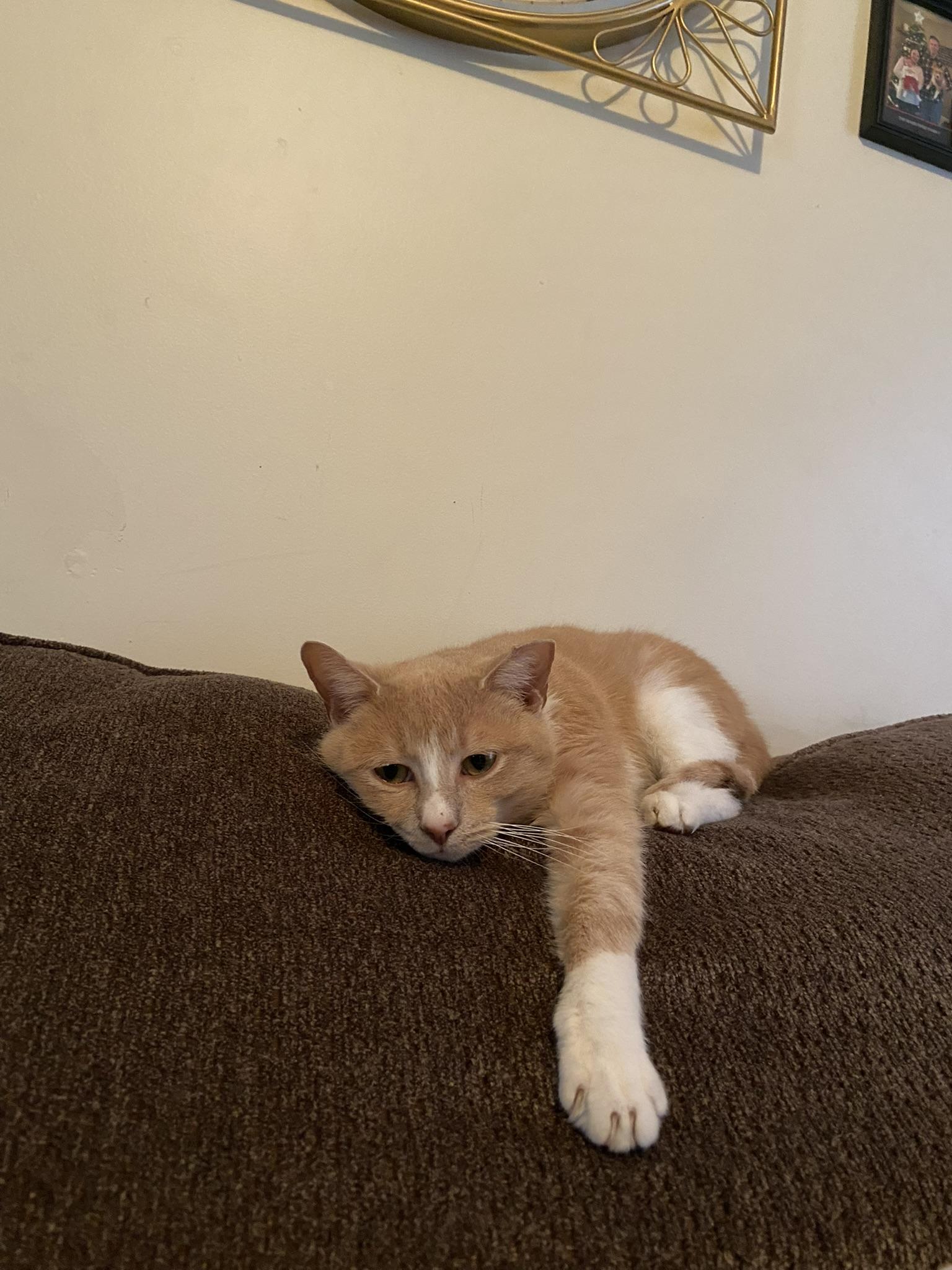 Enlarge Camille, a Adoptable Domestic Short Hair in Allentown, PA image 1/3