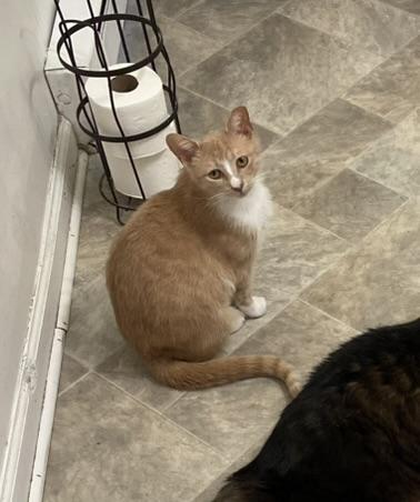 Enlarge Camille, a Adoptable Domestic Short Hair in Allentown, PA image 2/3