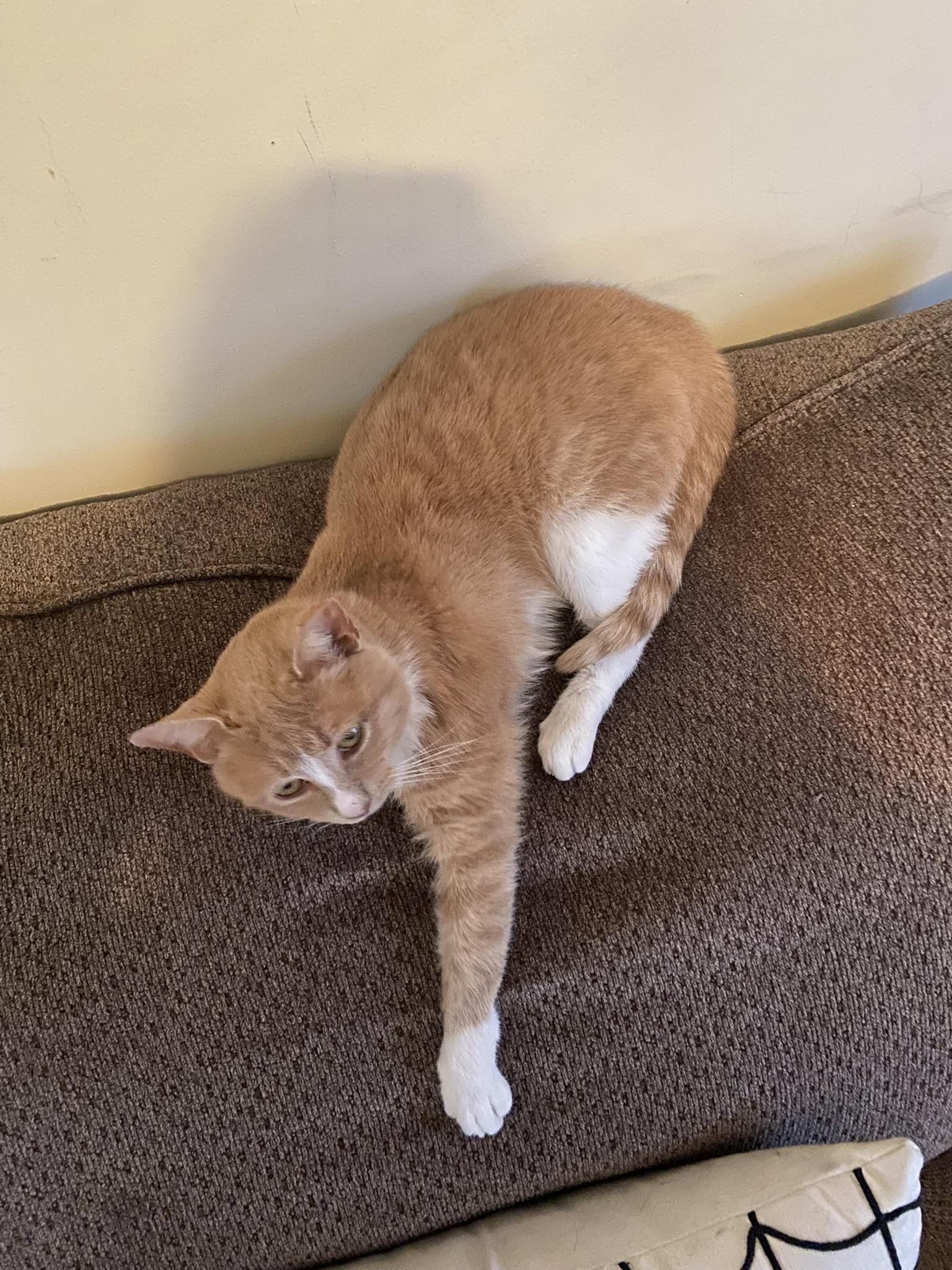 Enlarge Camille, a Adoptable Domestic Short Hair in Allentown, PA image 3/3