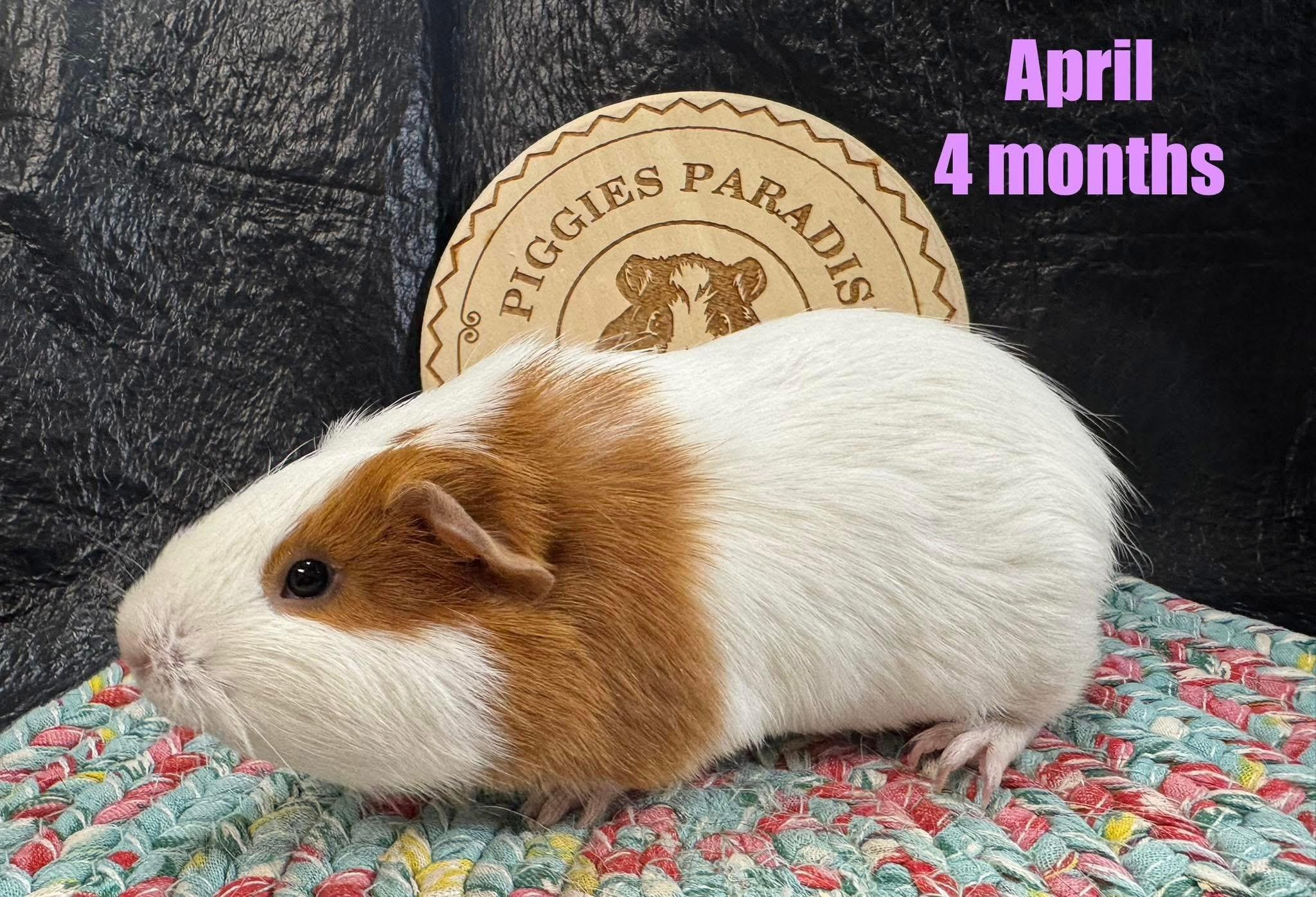 April, Adoptable, Baby Female Short-Haired.