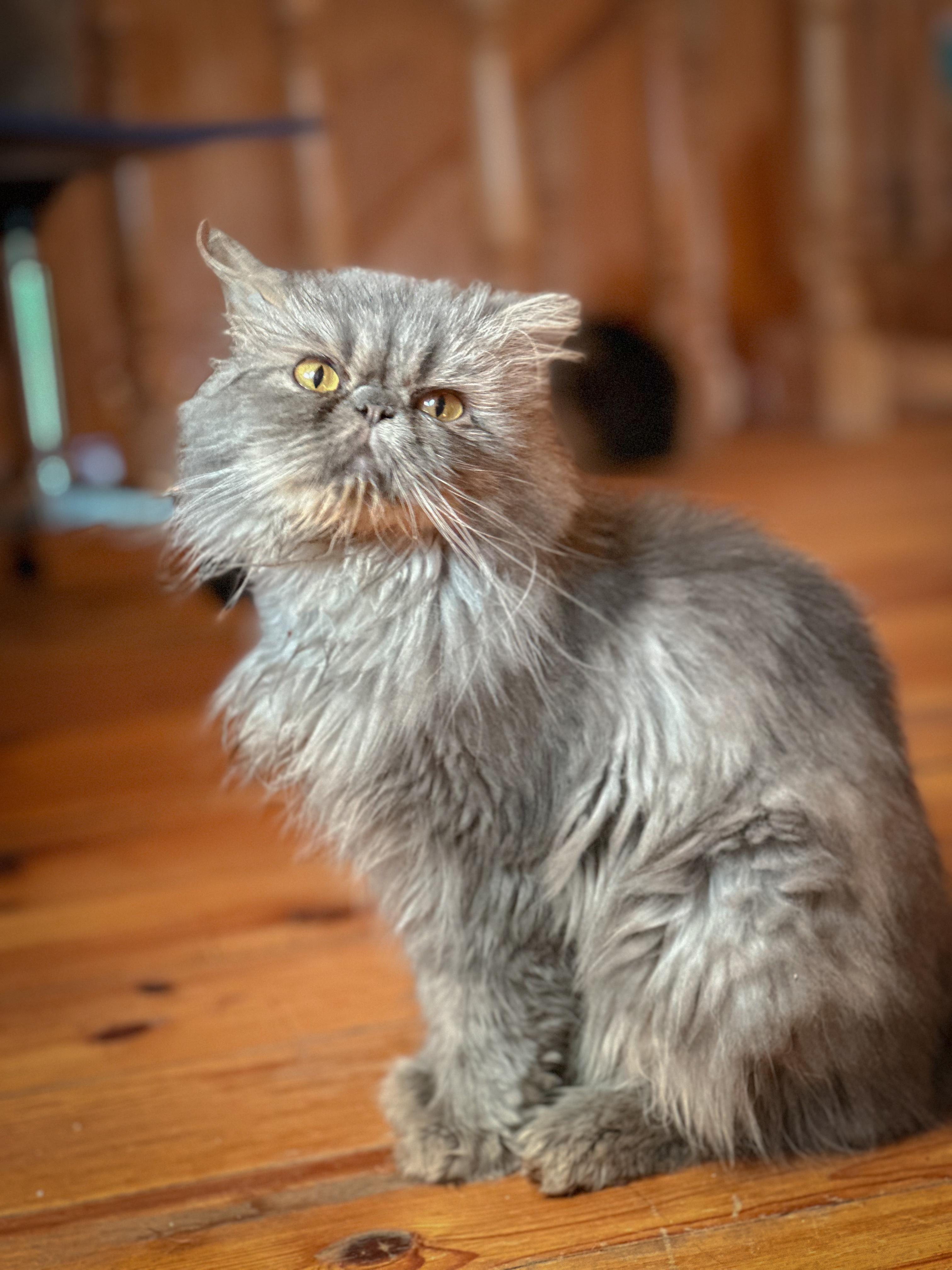 KUZYA, adopted, Adult Male Persian.