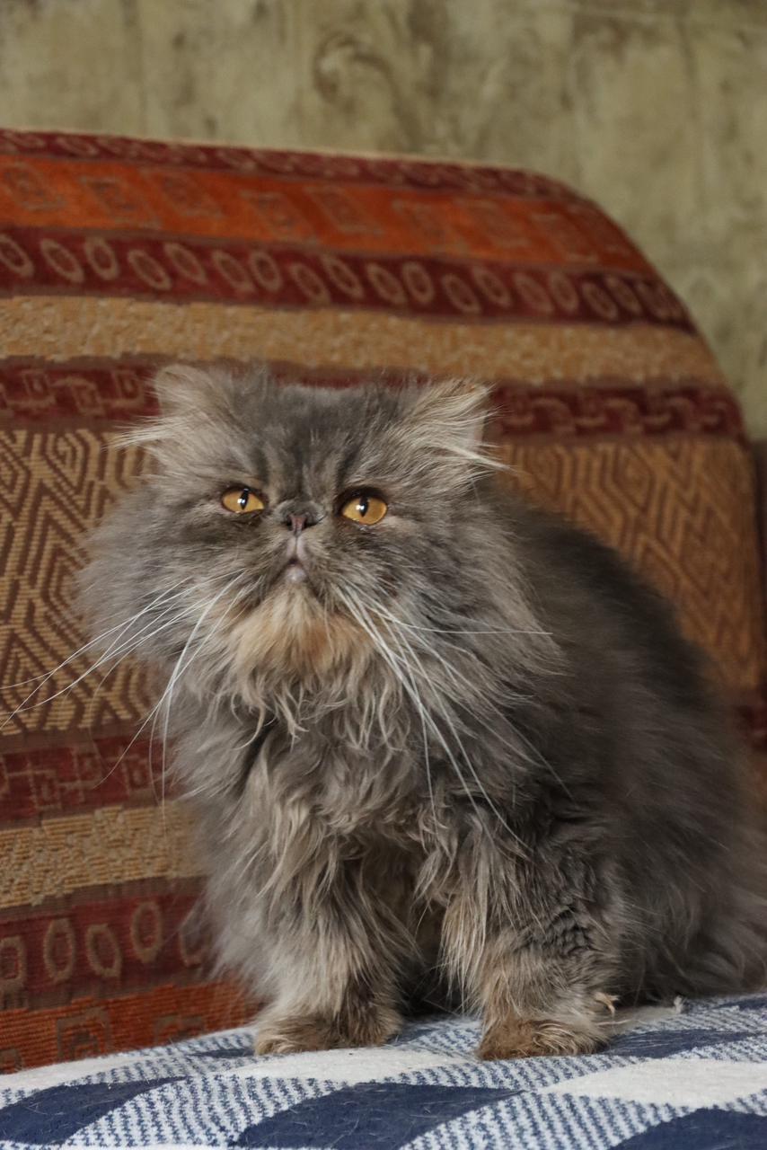 Enlarge KUZYA, an adopted Persian in Bayside, WI image 2/4