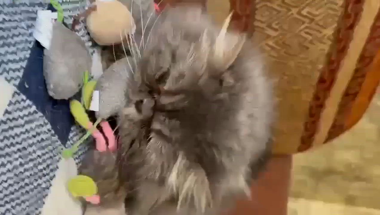 Enlarge KUZYA, an adopted Persian in Bayside, WI video 3/4
