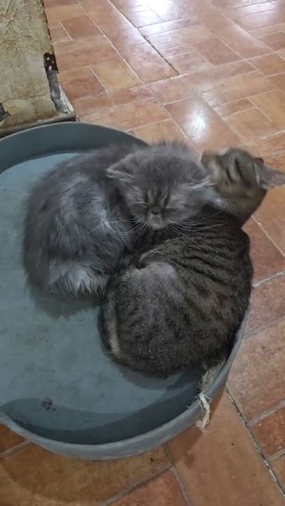 Enlarge KUZYA, an adopted Persian in Bayside, WI video 4/4