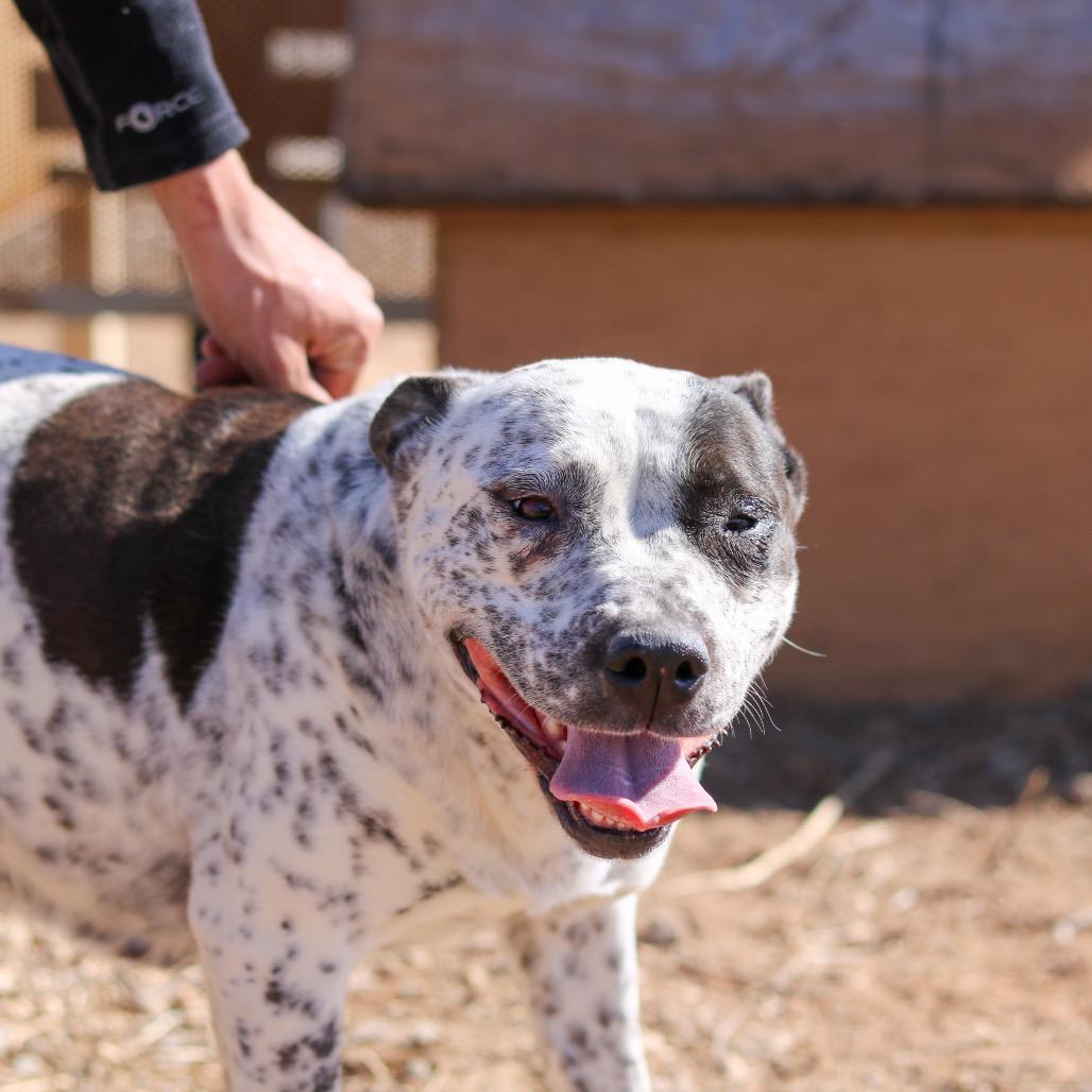 Enlarge Chica, a Adoptable mixed breed in Taos, NM image 1/2