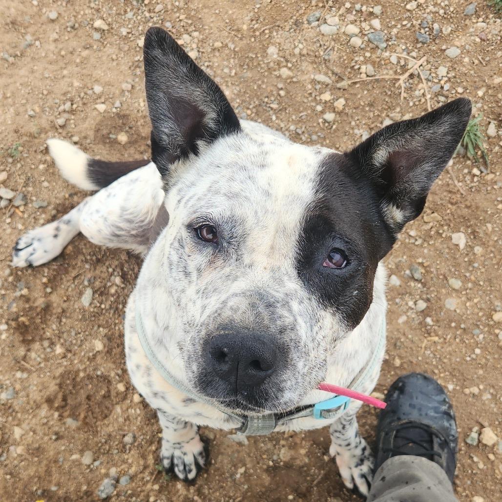 Enlarge Chica, a Adoptable mixed breed in Taos, NM image 2/3