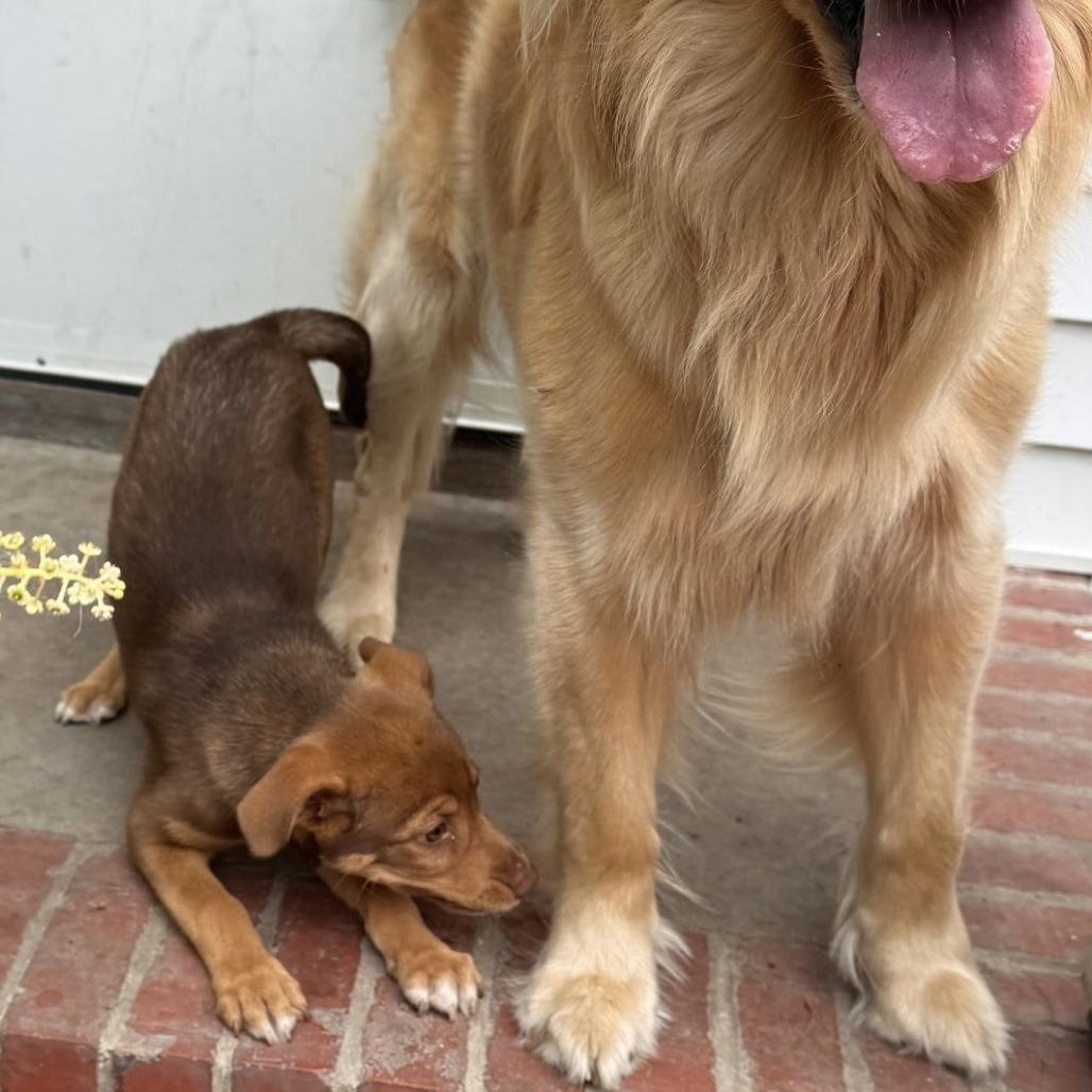 Pudge, Adoptable, Puppy Male Mixed Breed.