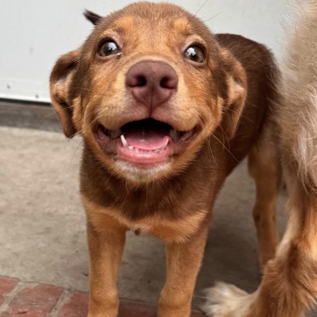 Pudge, a Adoptable Mixed Breed in Richmond, VA image 2/5