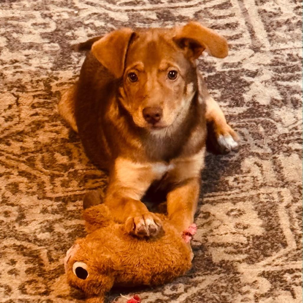 Pudge, a Adoptable Mixed Breed in Richmond, VA image 3/5