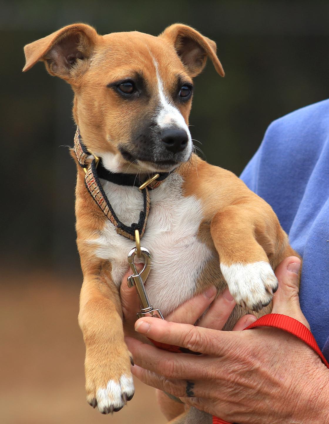 Gumdrop, adopted, Young Male Hound.