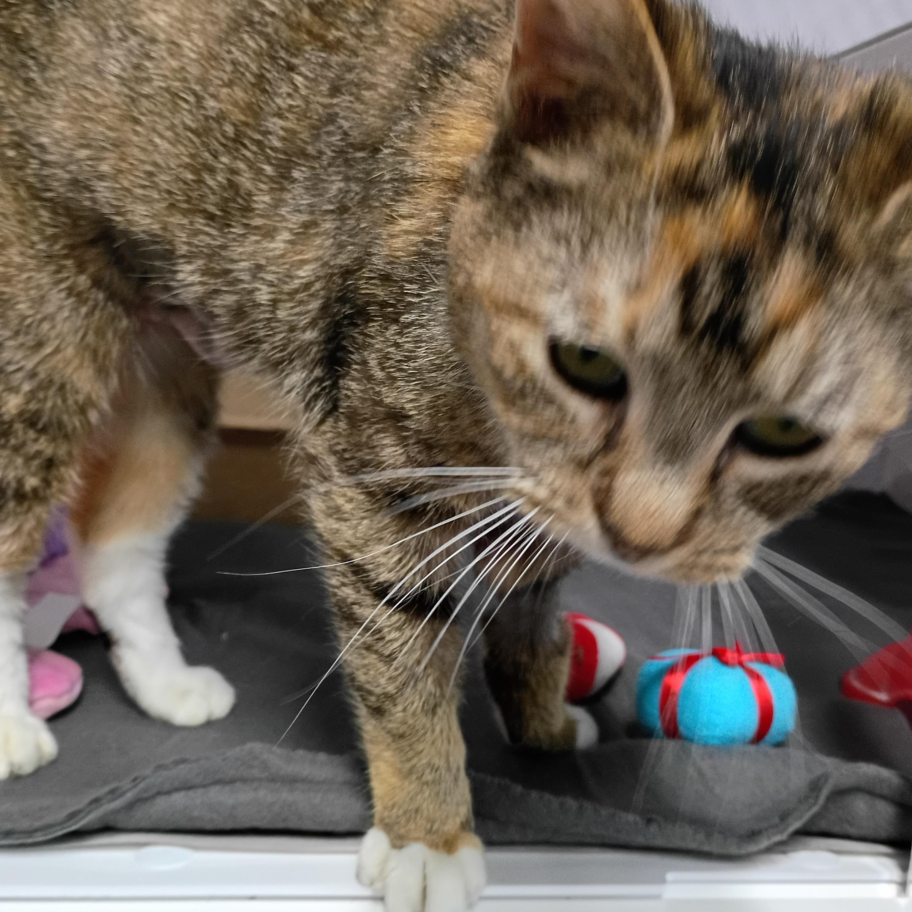 Enlarge Fritz, an adopted Dilute Tortoiseshell in Rogersville, TN image 4/6