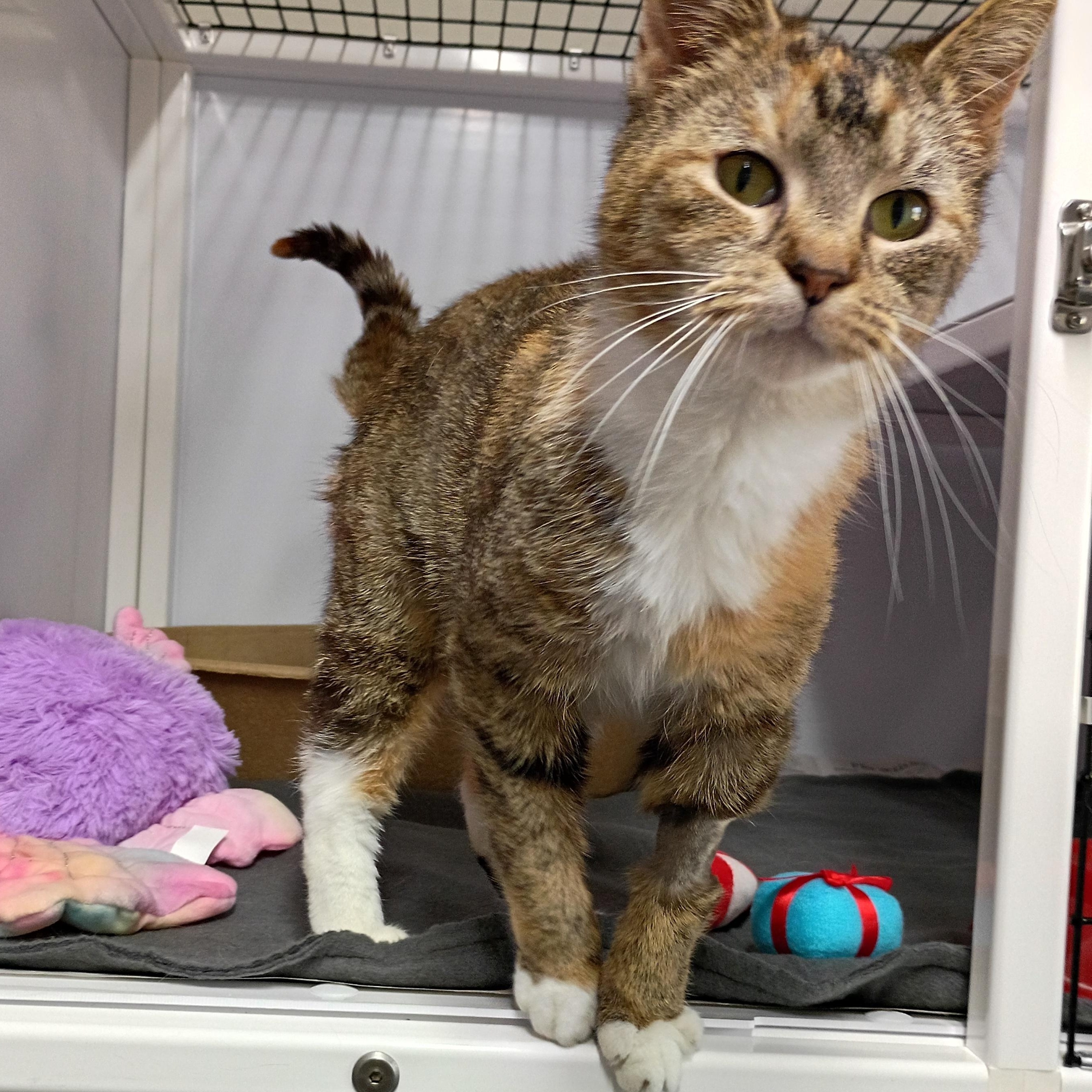 Enlarge Fritz, an adopted Dilute Tortoiseshell in Rogersville, TN image 1/6