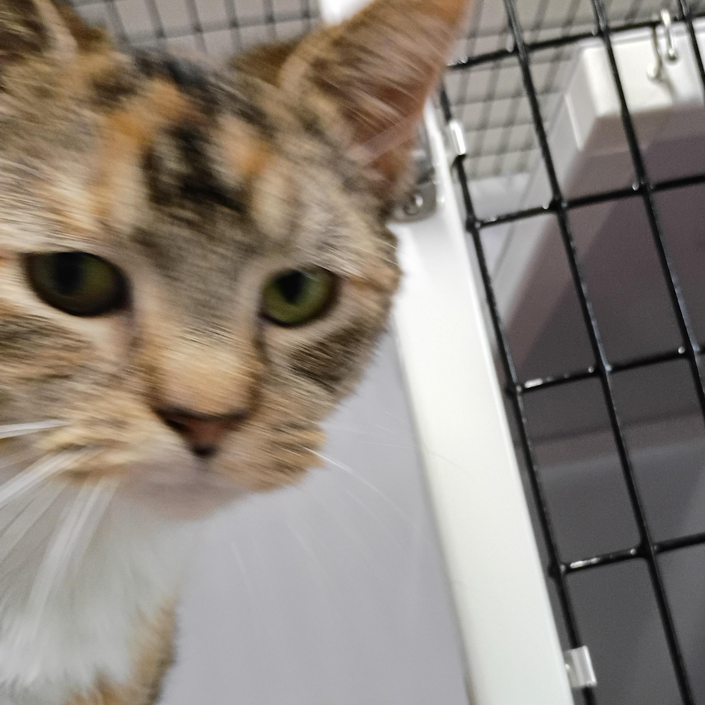 Enlarge Fritz, an adopted Dilute Tortoiseshell in Rogersville, TN image 5/6