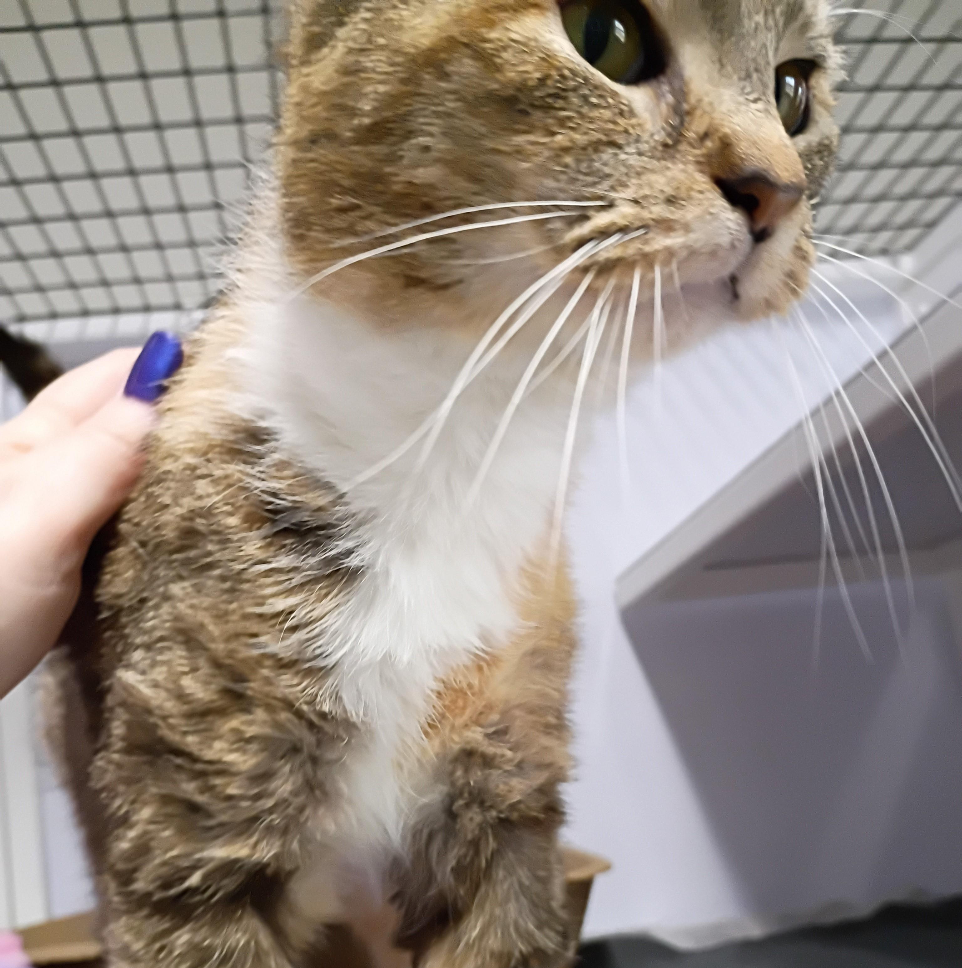 Enlarge Fritz, an adopted Dilute Tortoiseshell in Rogersville, TN image 6/6