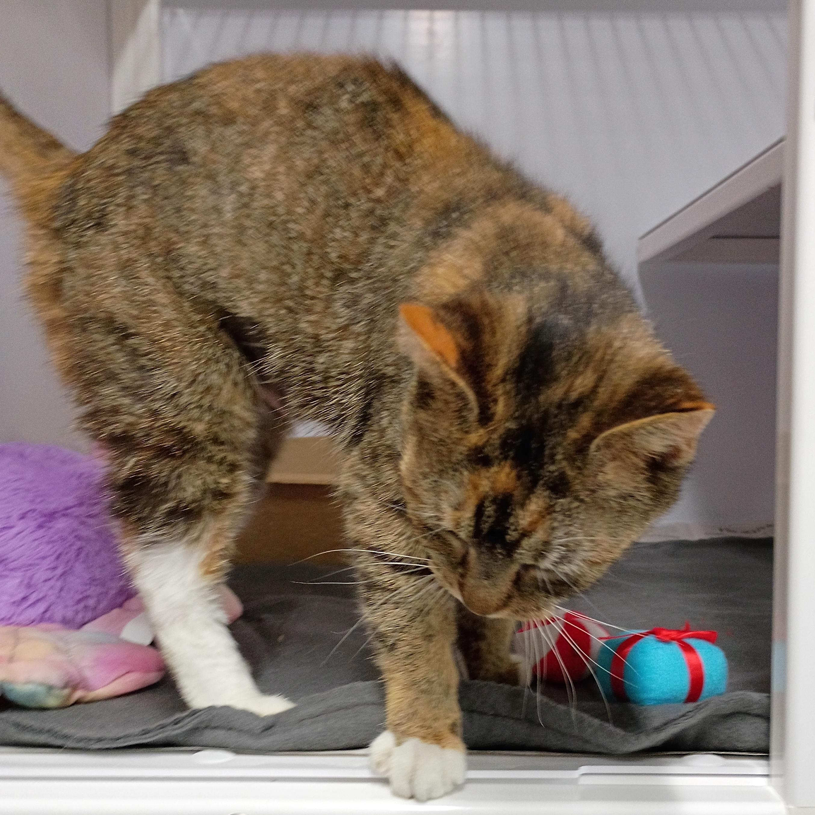 Enlarge Fritz, an adopted Dilute Tortoiseshell in Rogersville, TN image 3/6