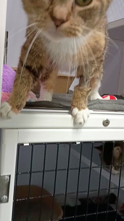 Enlarge Fritz, an adopted Dilute Tortoiseshell in Rogersville, TN video 2/6