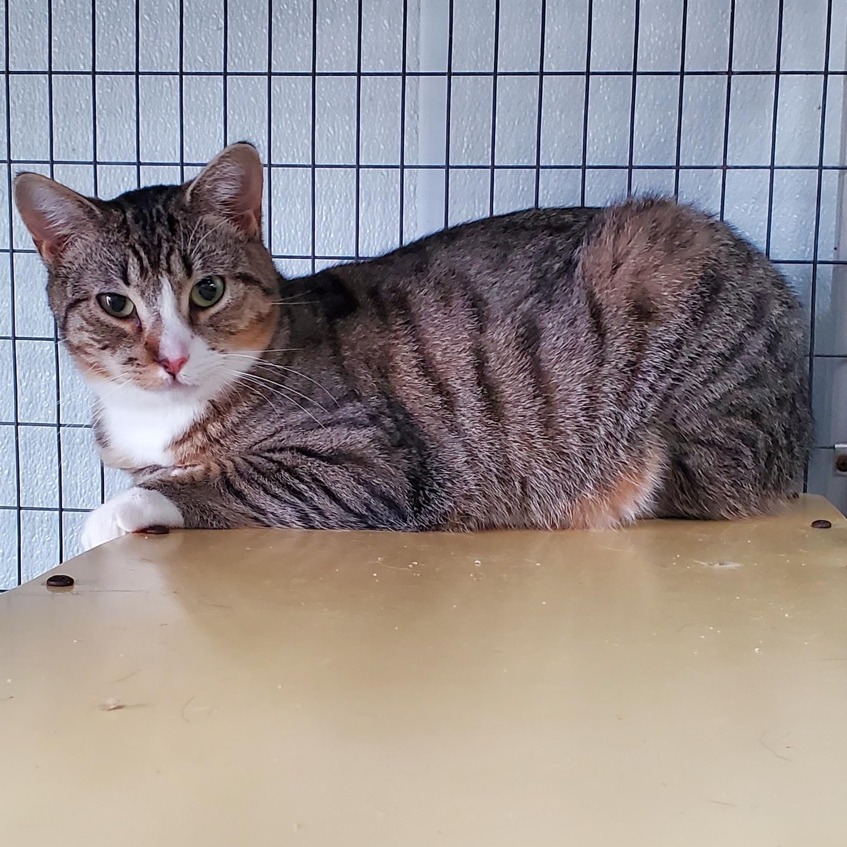 Justice, ADOPTABLE, Young Female Domestic Short Hair.