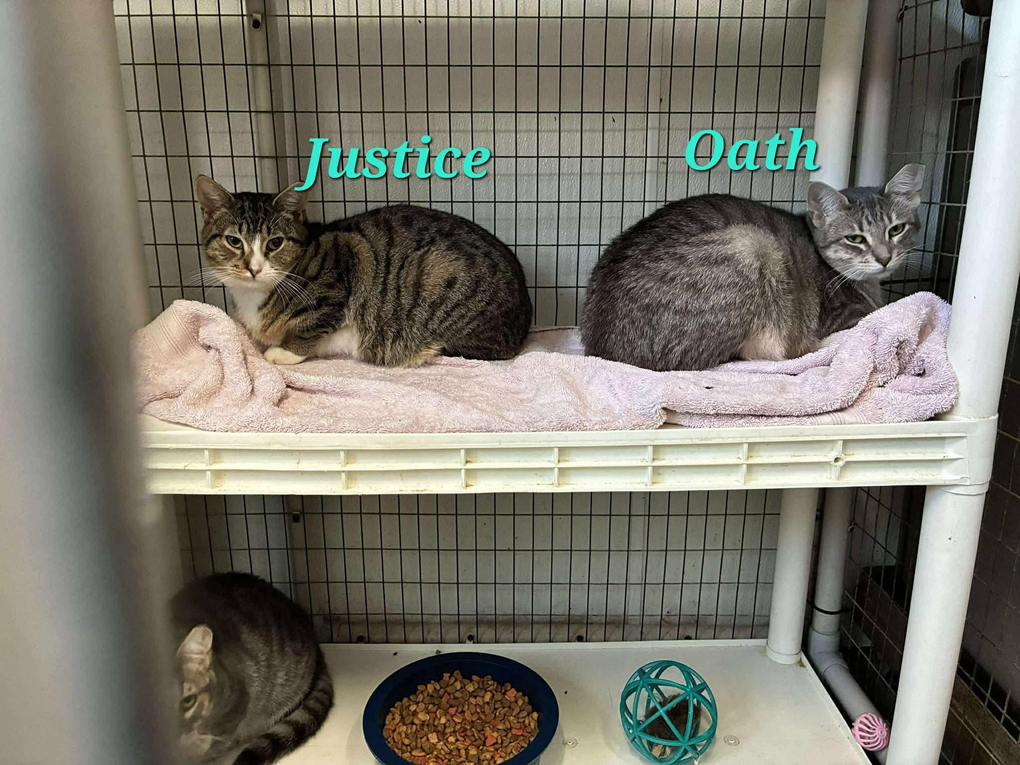 Justice, a ADOPTABLE Domestic Short Hair in Lake Hopatcong, NJ image 2/3