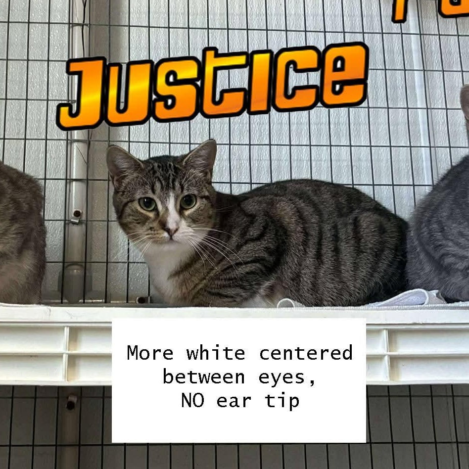 Justice, a ADOPTABLE Domestic Short Hair in Lake Hopatcong, NJ image 3/3