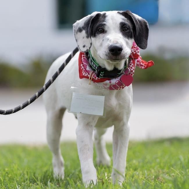 Cheers Pup - Coach, Adoptable, Puppy Male Spaniel & Terrier.