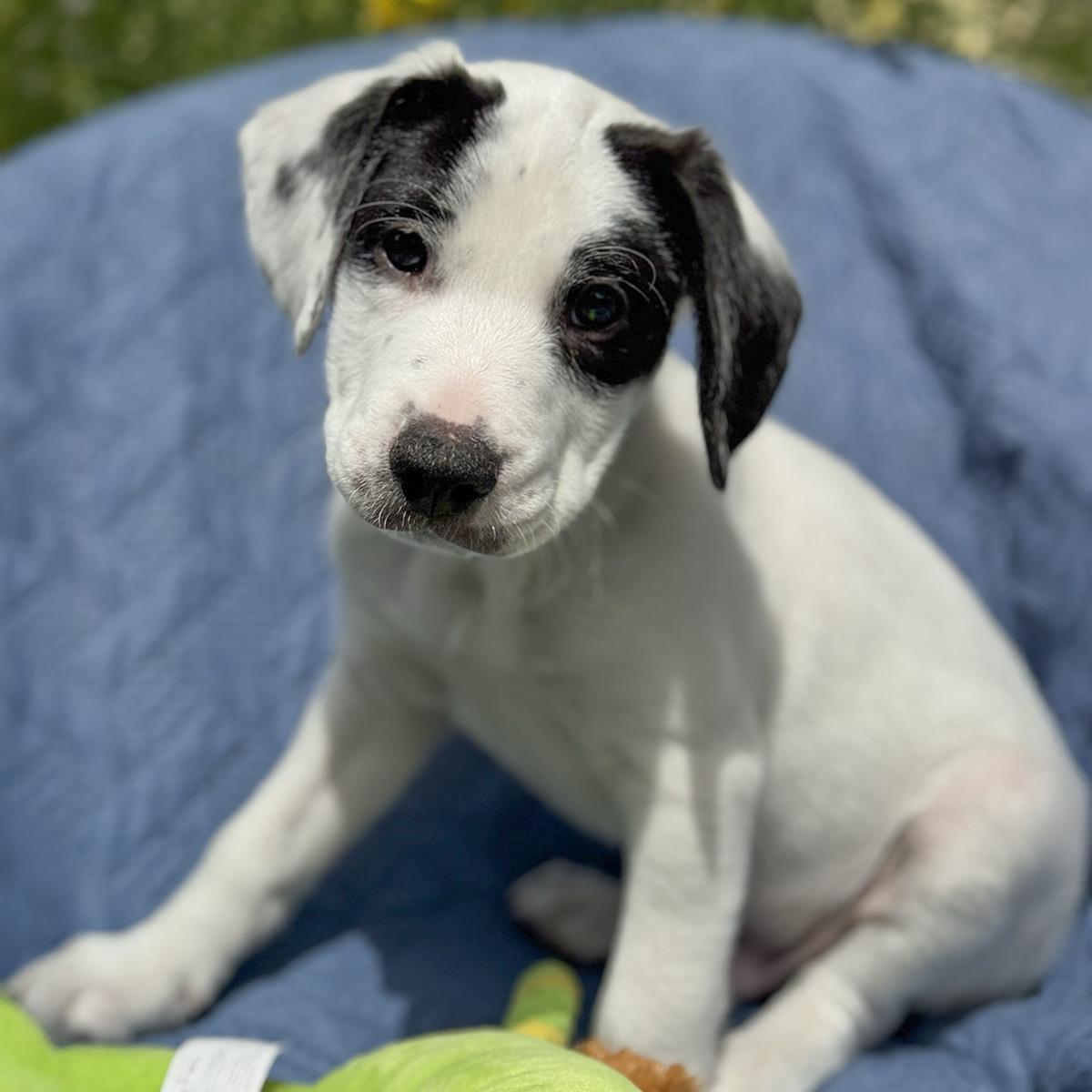 Cheers Pup - Coach, Adoptable, Puppy Male Spaniel & Terrier.