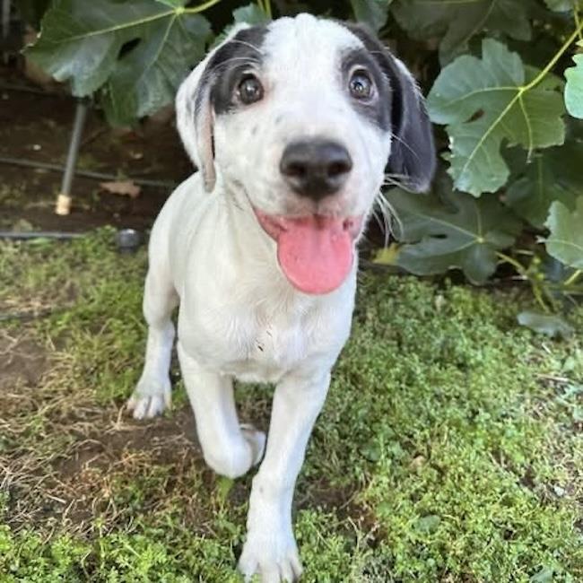 Enlarge Cheers Pup - Coach, a Adoptable mixed breed in San Diego, CA image 2/3