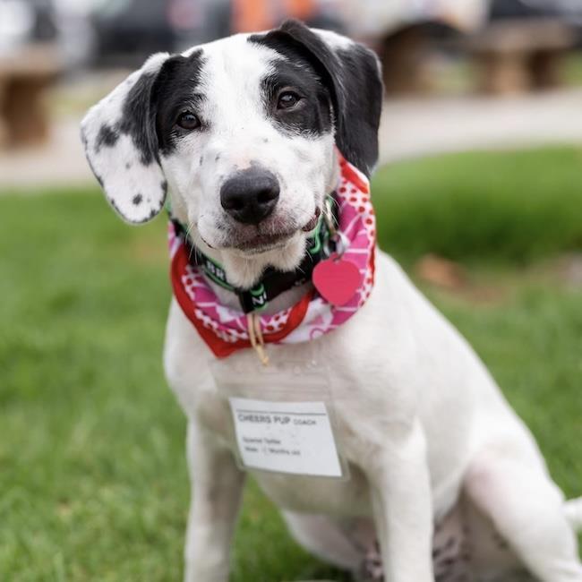 Cheers Pup - Coach, a Adoptable mixed breed in San Diego, CA image 2/3