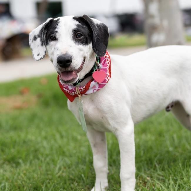 Cheers Pup - Coach, a Adoptable mixed breed in San Diego, CA image 3/3