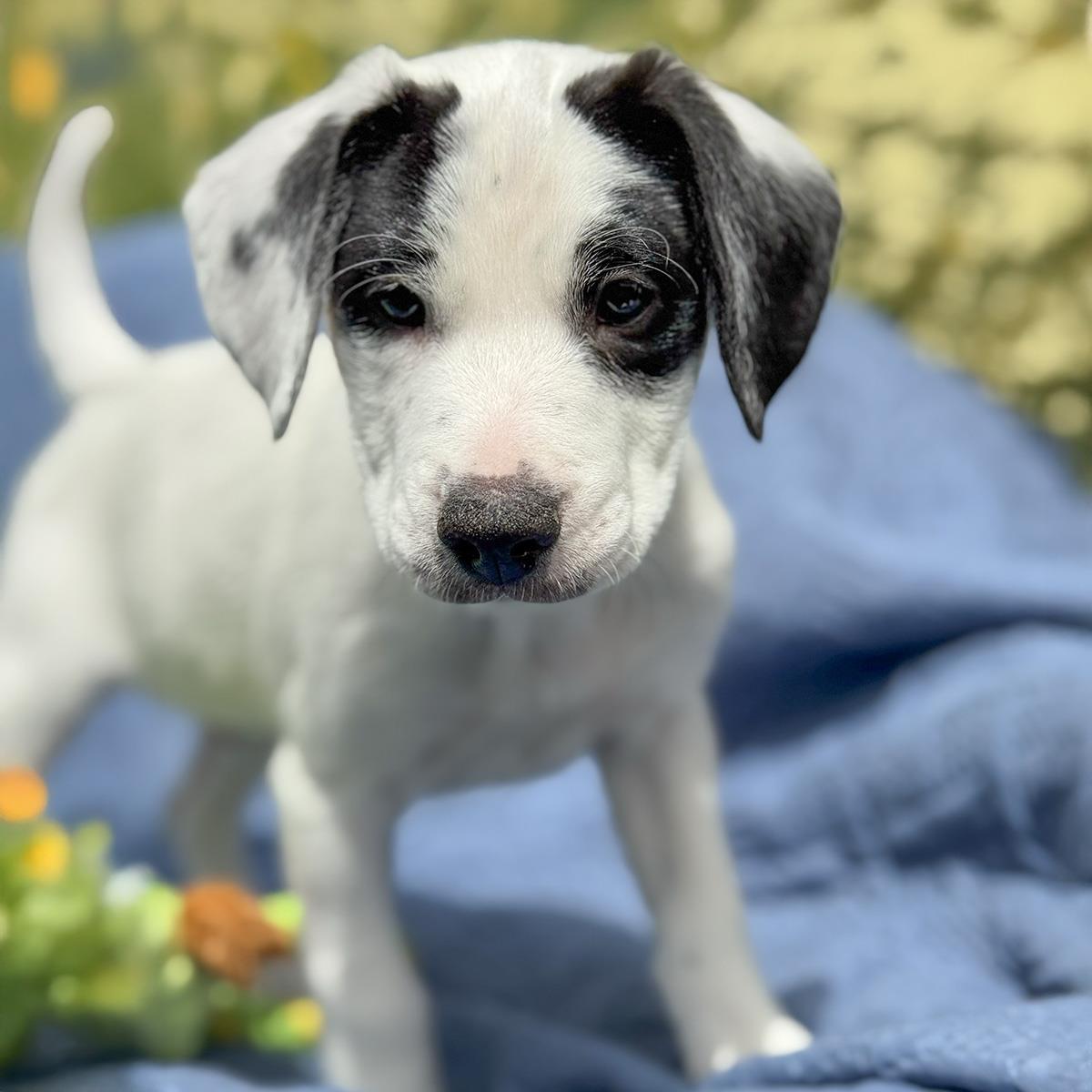 Enlarge Cheers Pup - Coach, a Adoptable mixed breed in San Diego, CA image 3/3