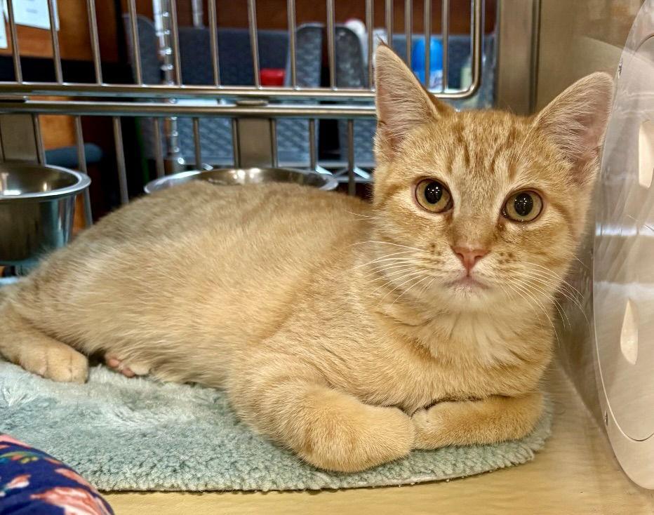 Enlarge McDougal, a Adoptable mixed breed in Garner, NC image 1/1