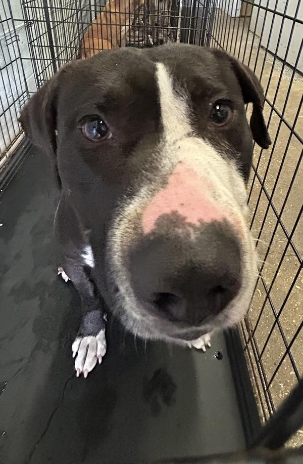 Enlarge Tadeo, a Adoptable mixed breed in Mobile, AL image 1/1