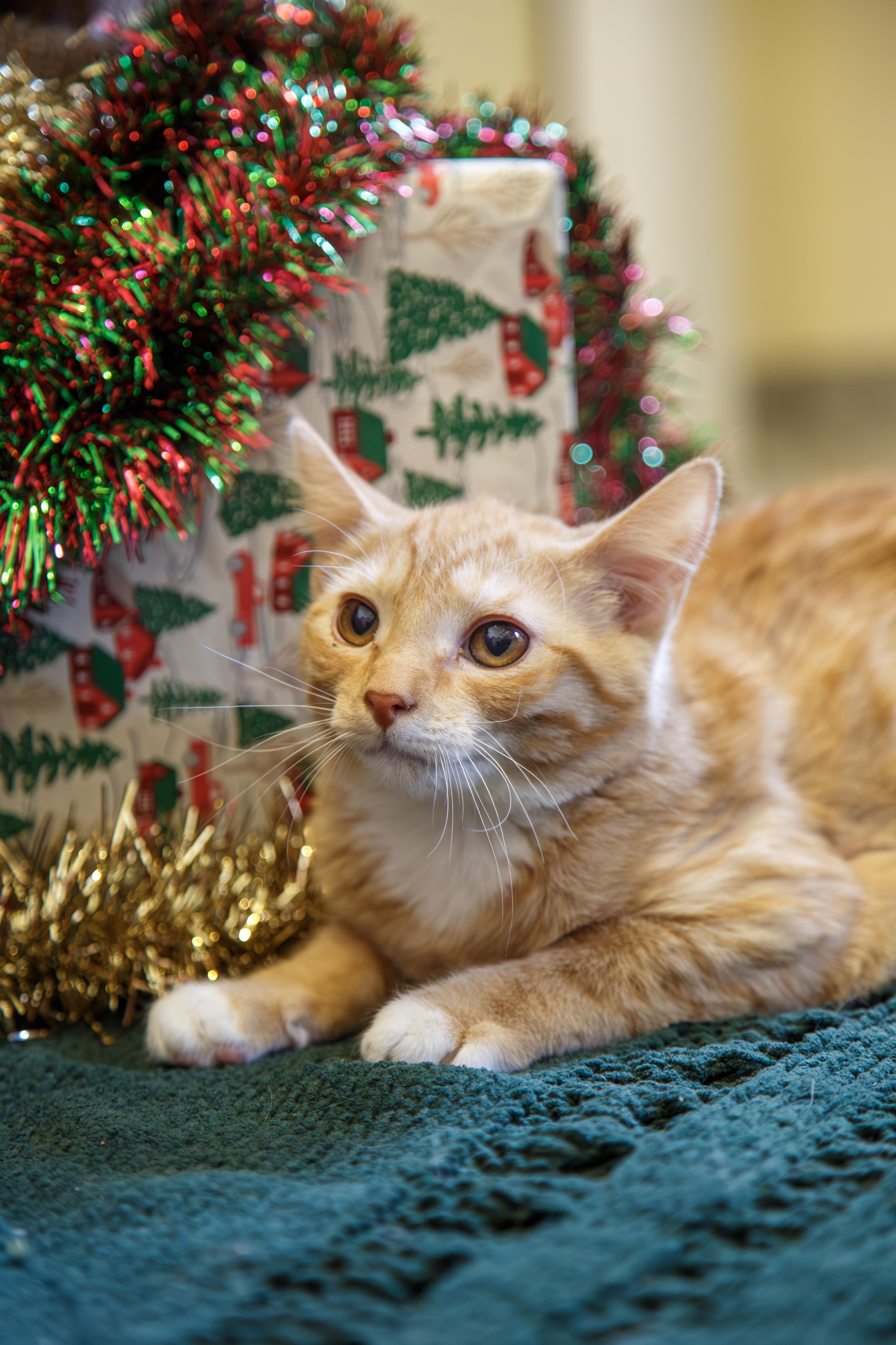 Lucy, ADOPTABLE, Kitten Female Domestic Short Hair.